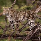 Leopardin