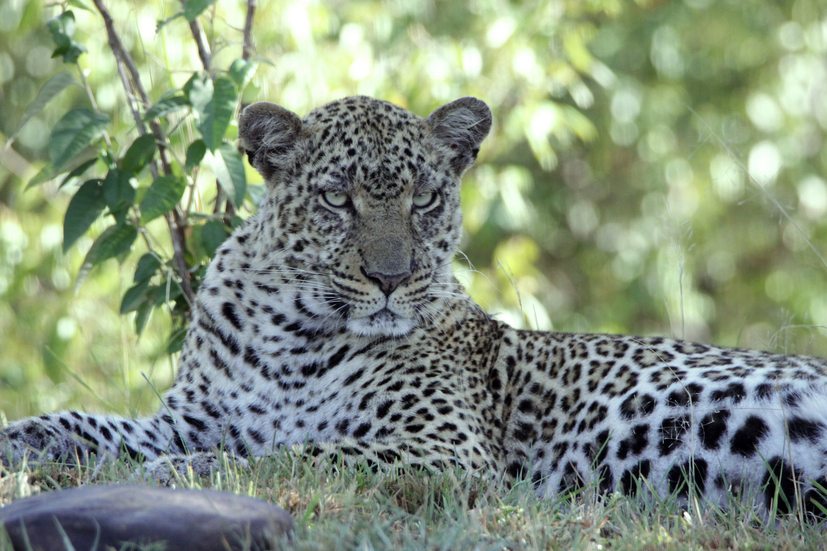 Leopardin