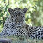 Leopardin