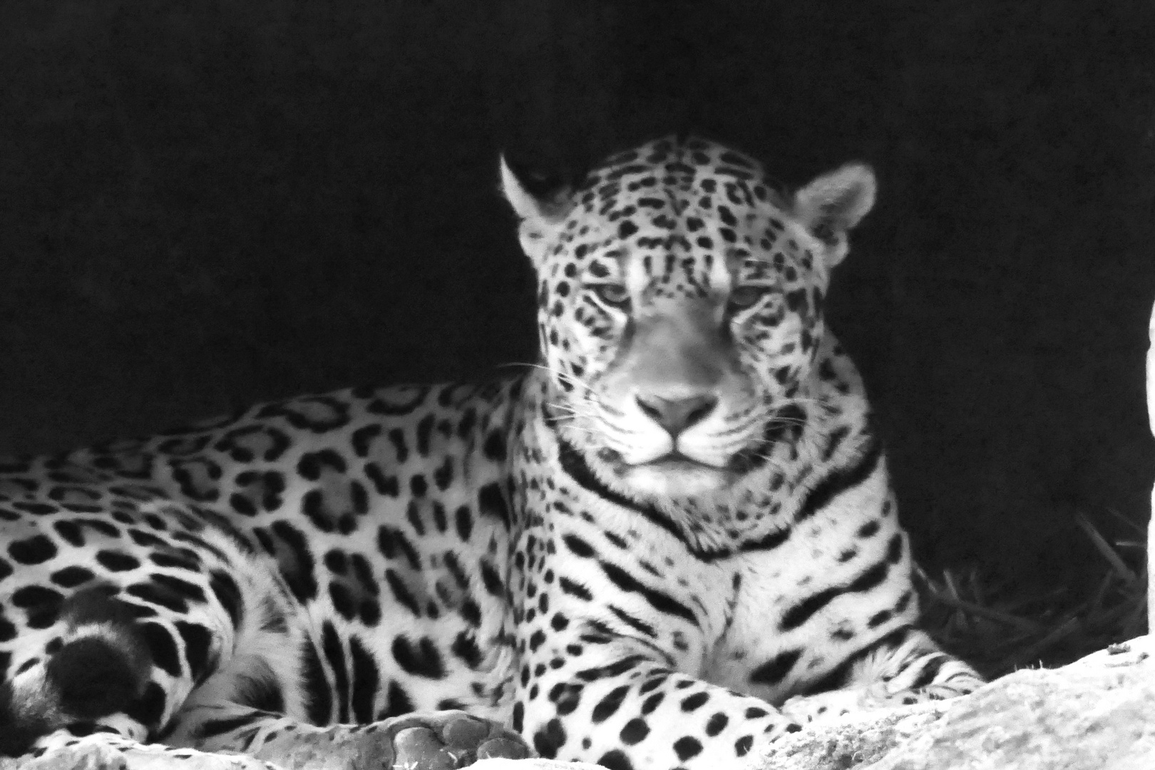 Leopardin