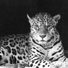 Leopardin