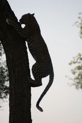 Leopardin