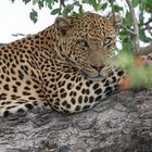 Leopardin