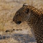 Leopardin