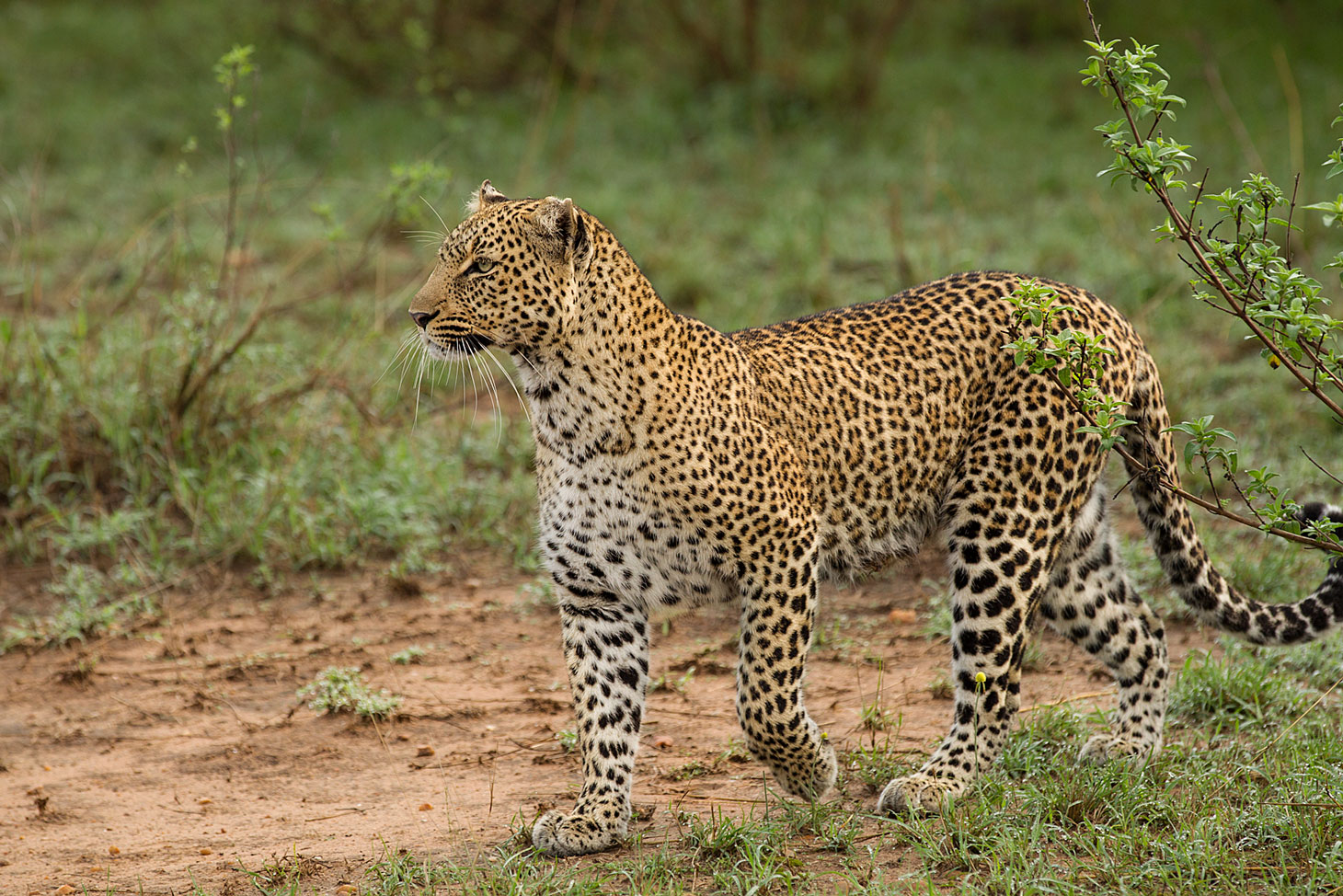 Leopardin