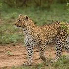 Leopardin