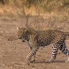 Leopardin