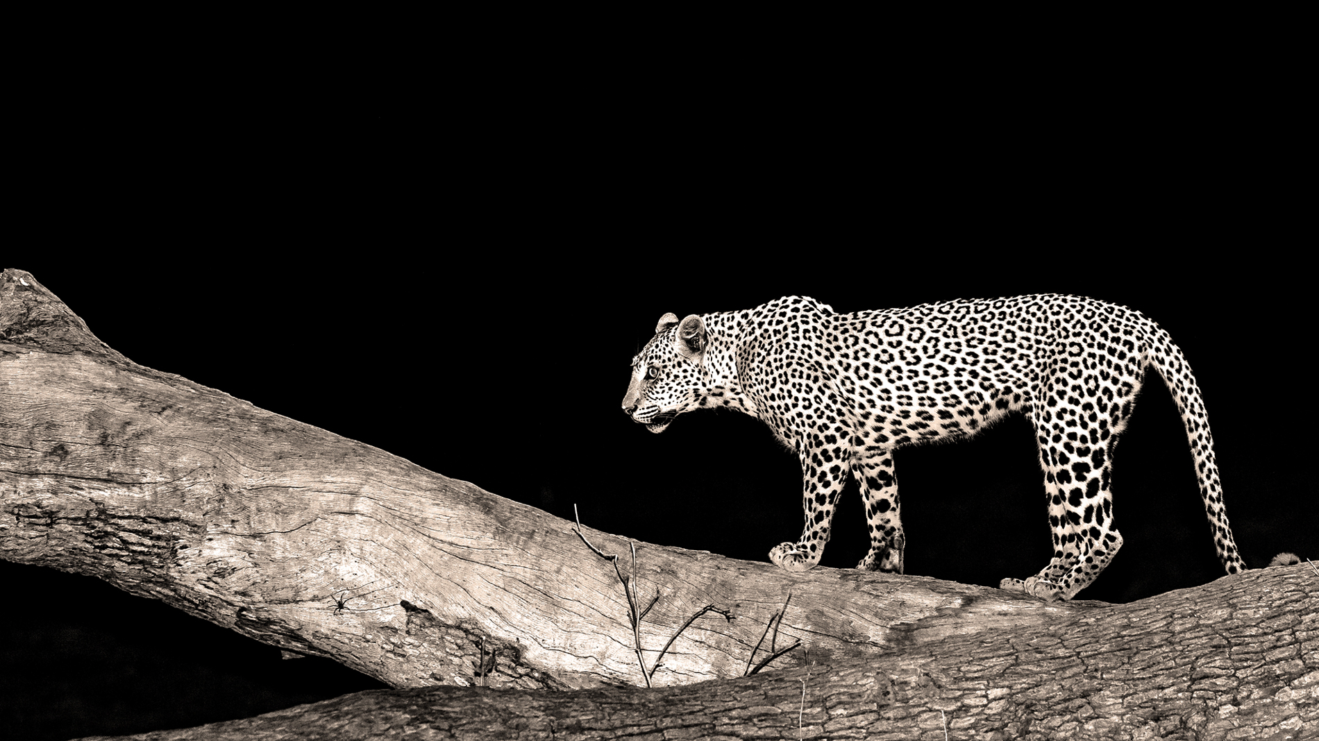 Leopardin