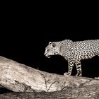 Leopardin