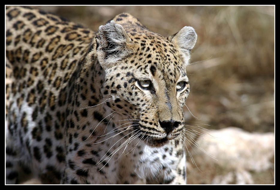 Leopardin