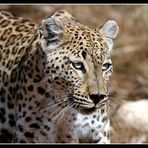 Leopardin