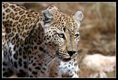 Leopardin