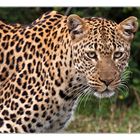 Leopardin