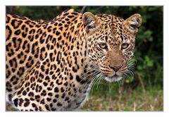 Leopardin