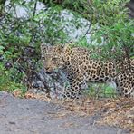 Leopardin