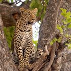 Leopardin