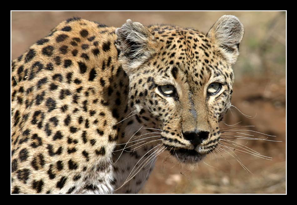 Leopardin