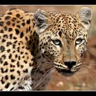 Leopardin