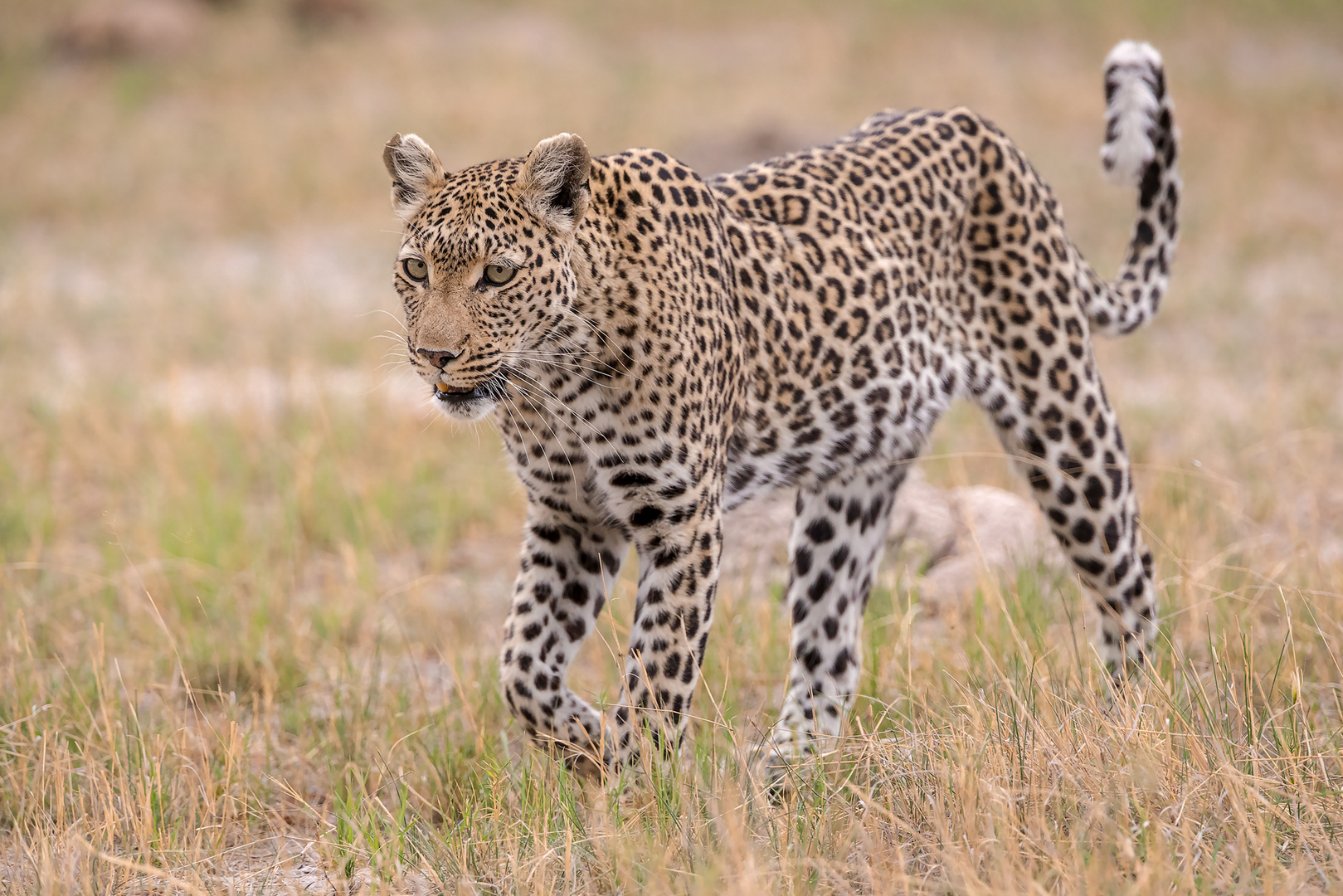 Leopardin