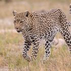 Leopardin