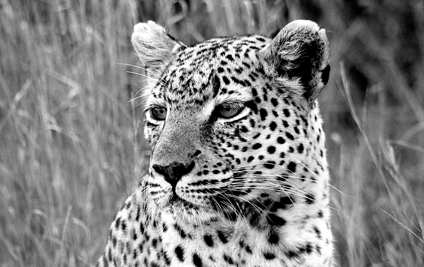 Leopardin