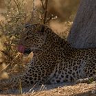 Leopardin