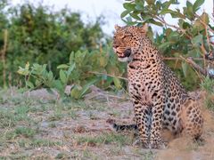 Leopardin