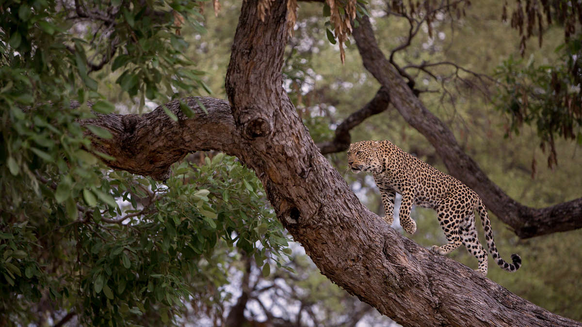 Leopardin