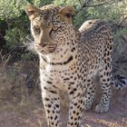 Leopardin