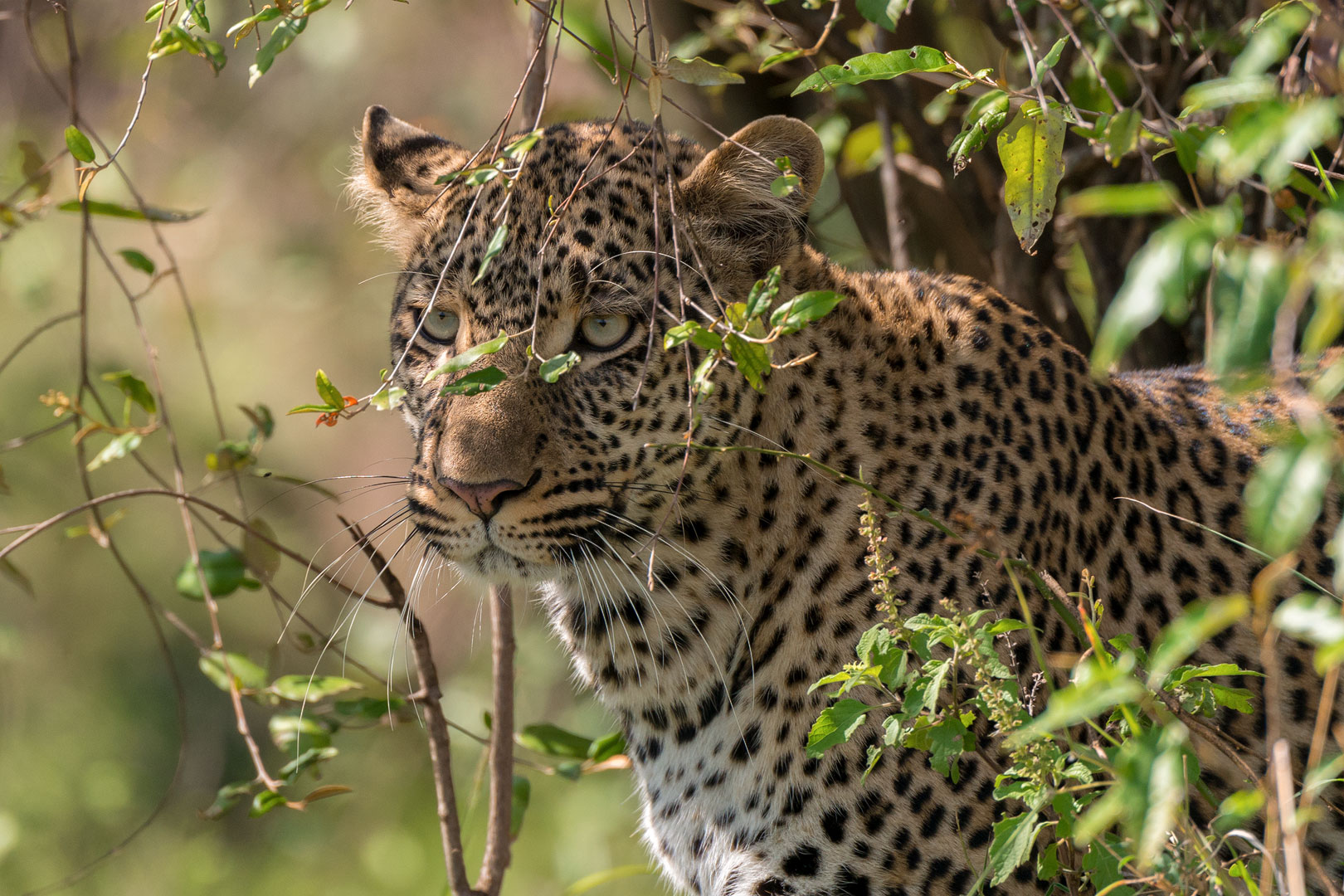 Leopardin