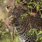 Leopardin