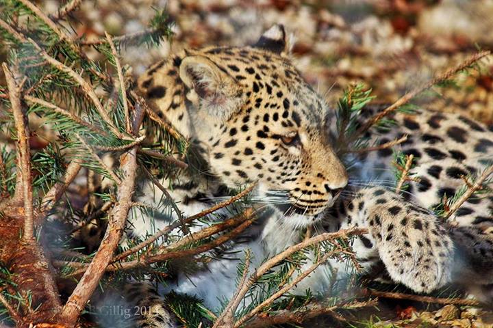 Leopardin