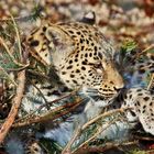 Leopardin