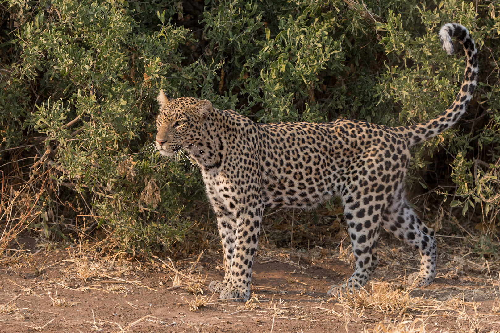 Leopardin auf Beutezug
