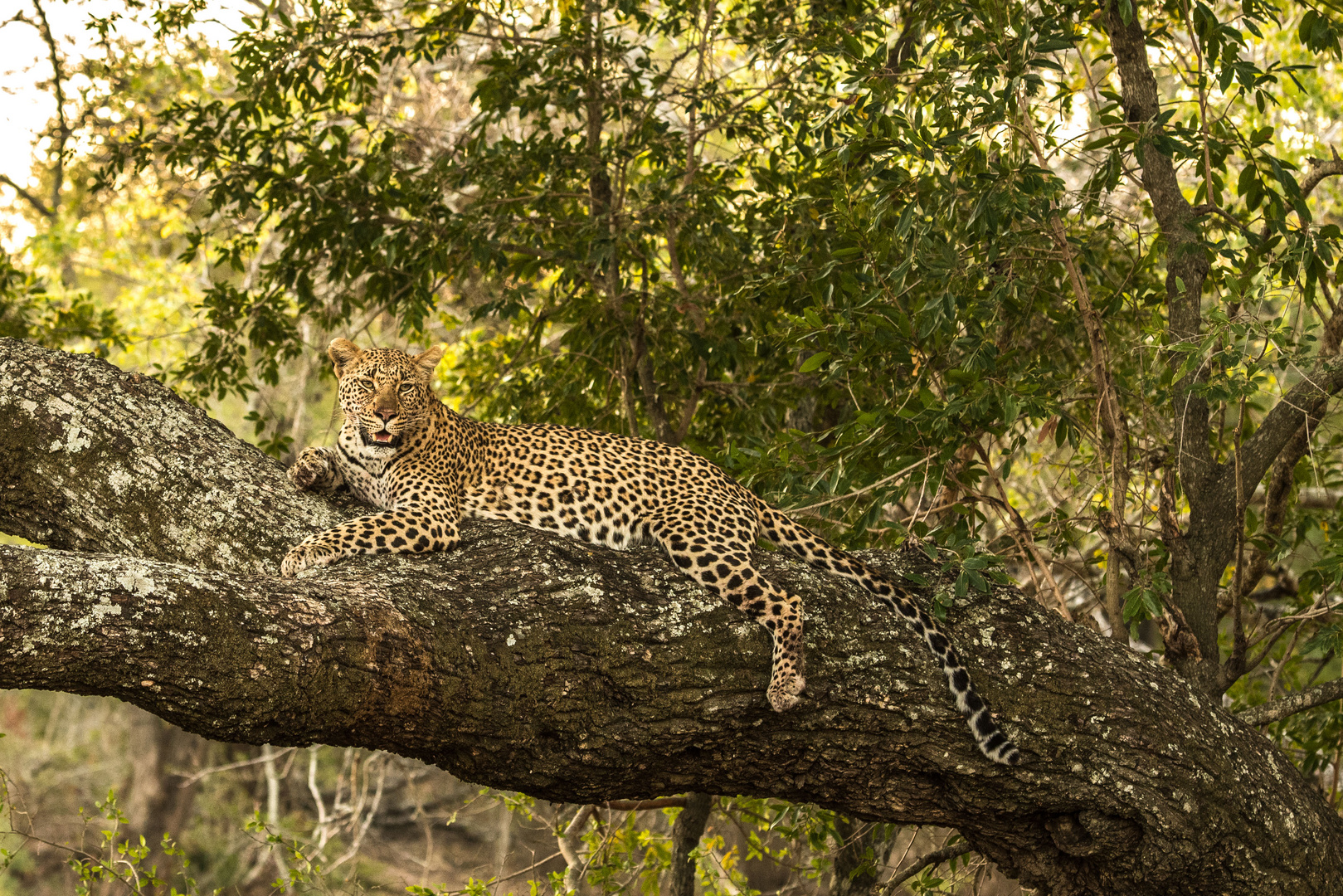  Leopardin auf dickem Baum