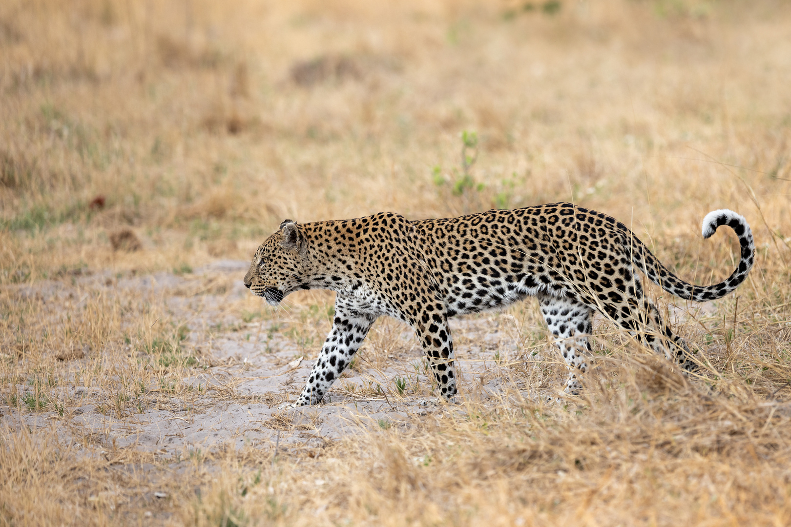 Leopardin