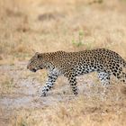 Leopardin