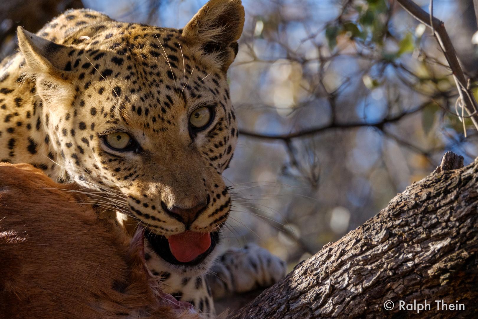 Leopardin beim Fressen