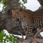 Leopardin