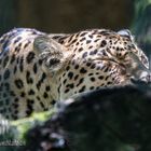 Leopardin Bhrikuti Tara