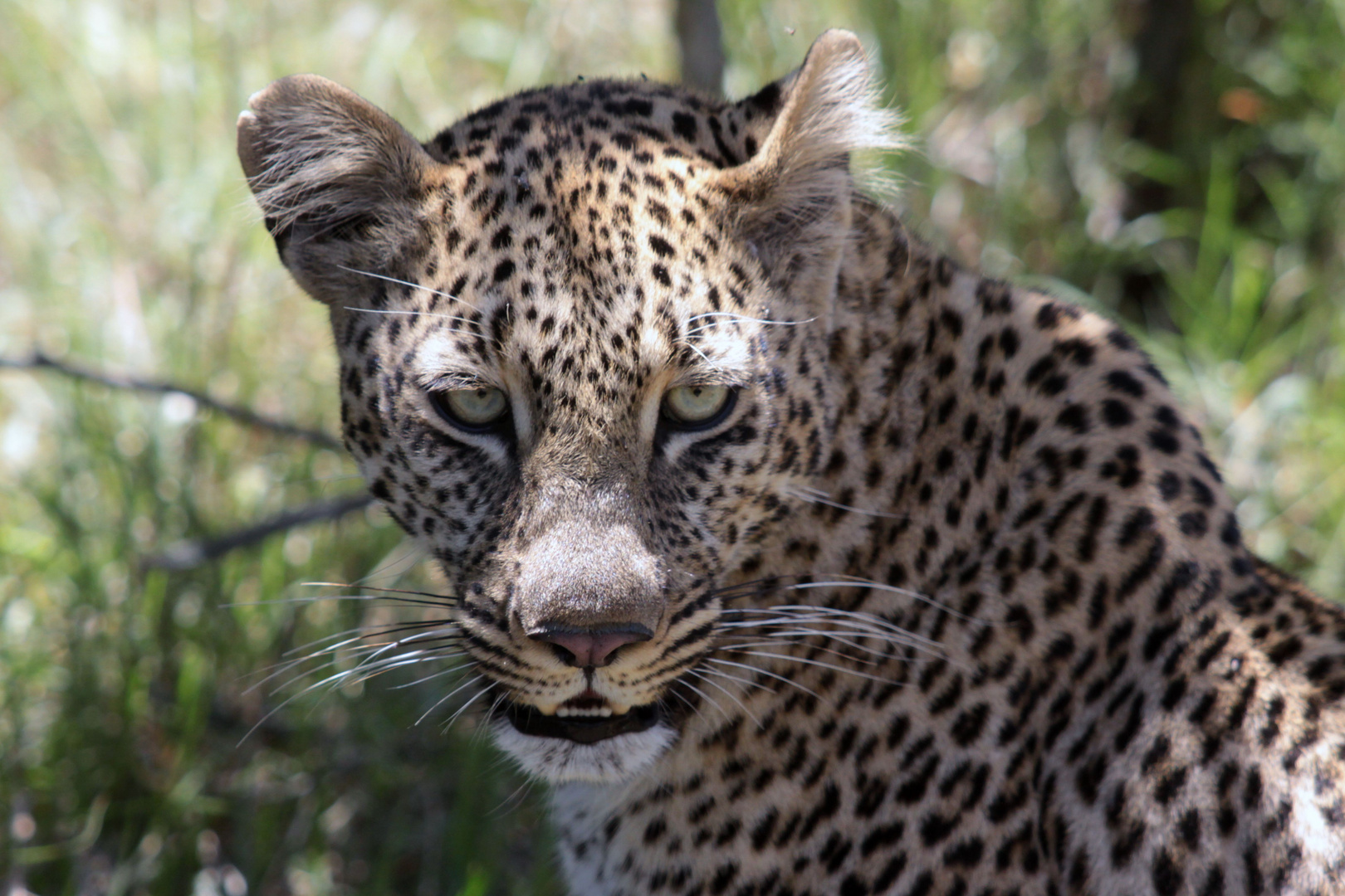 Leopardin