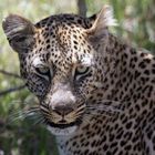 Leopardin