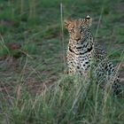 Leopardin