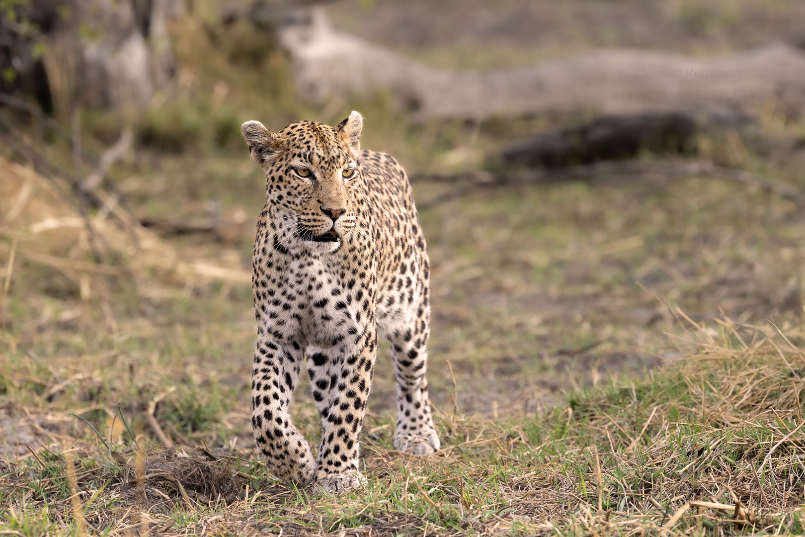 Leopardin