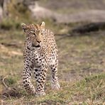 Leopardin