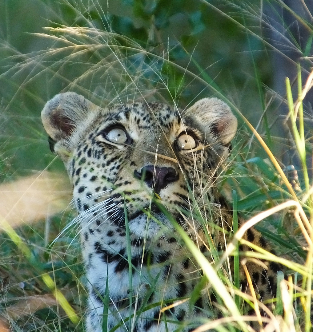 Leopardin