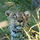 Leopardin