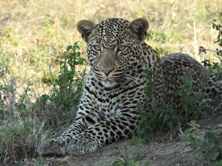 Leopardin