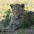 Leopardin