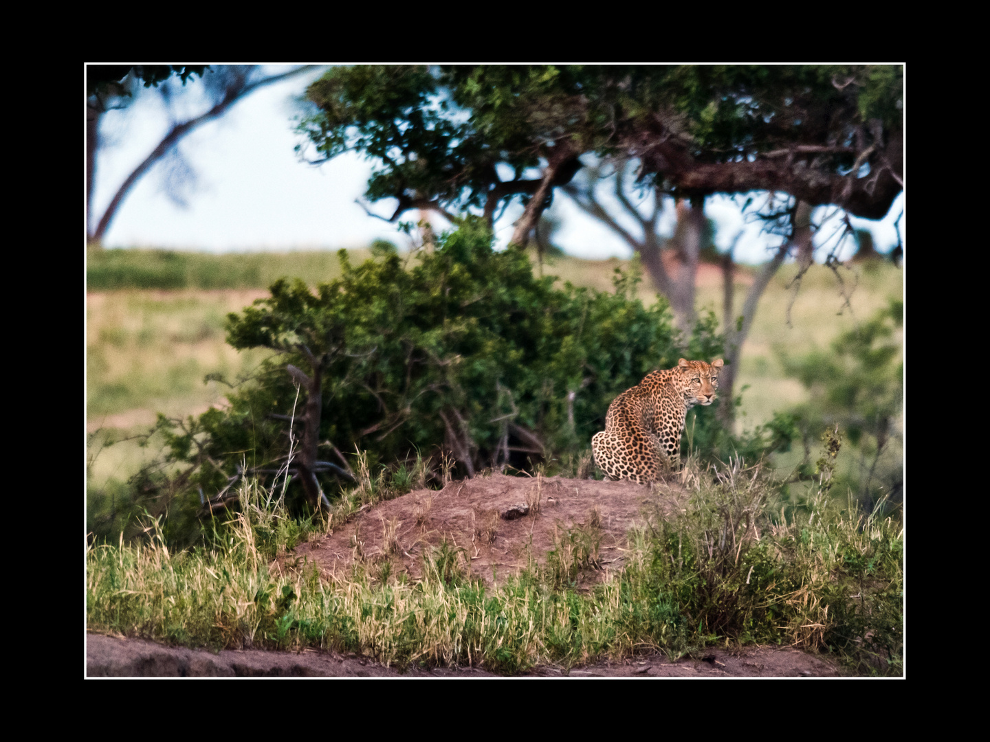 Leopardin